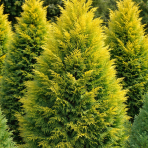 Cyprusovec leylandský (Cupressocyparis leylandii) ´CASTLEWELLAN GOLD´ - výška 70-90 cm, kont. C5L